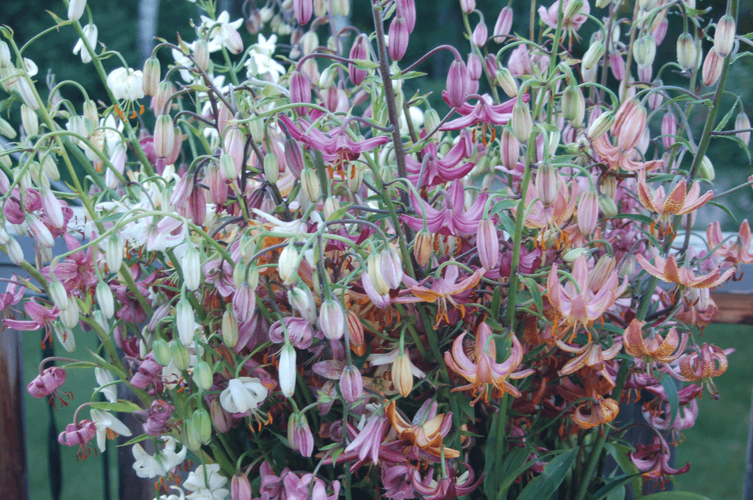 Martagon lilies in the garden