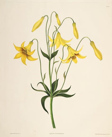 Botanical illustration of Lilium canadense