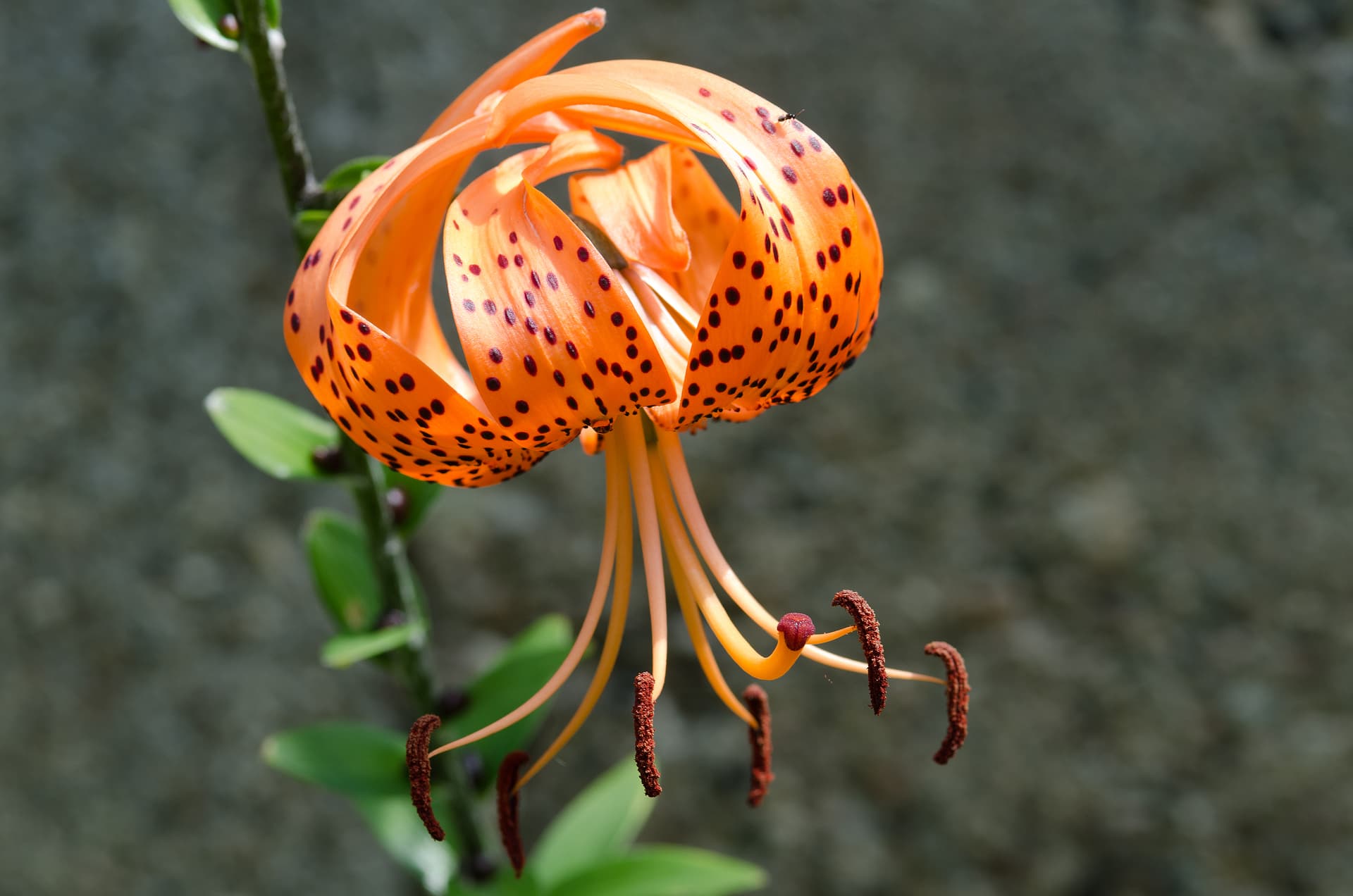 Orange Lilium lancifolium turks-cap bloom