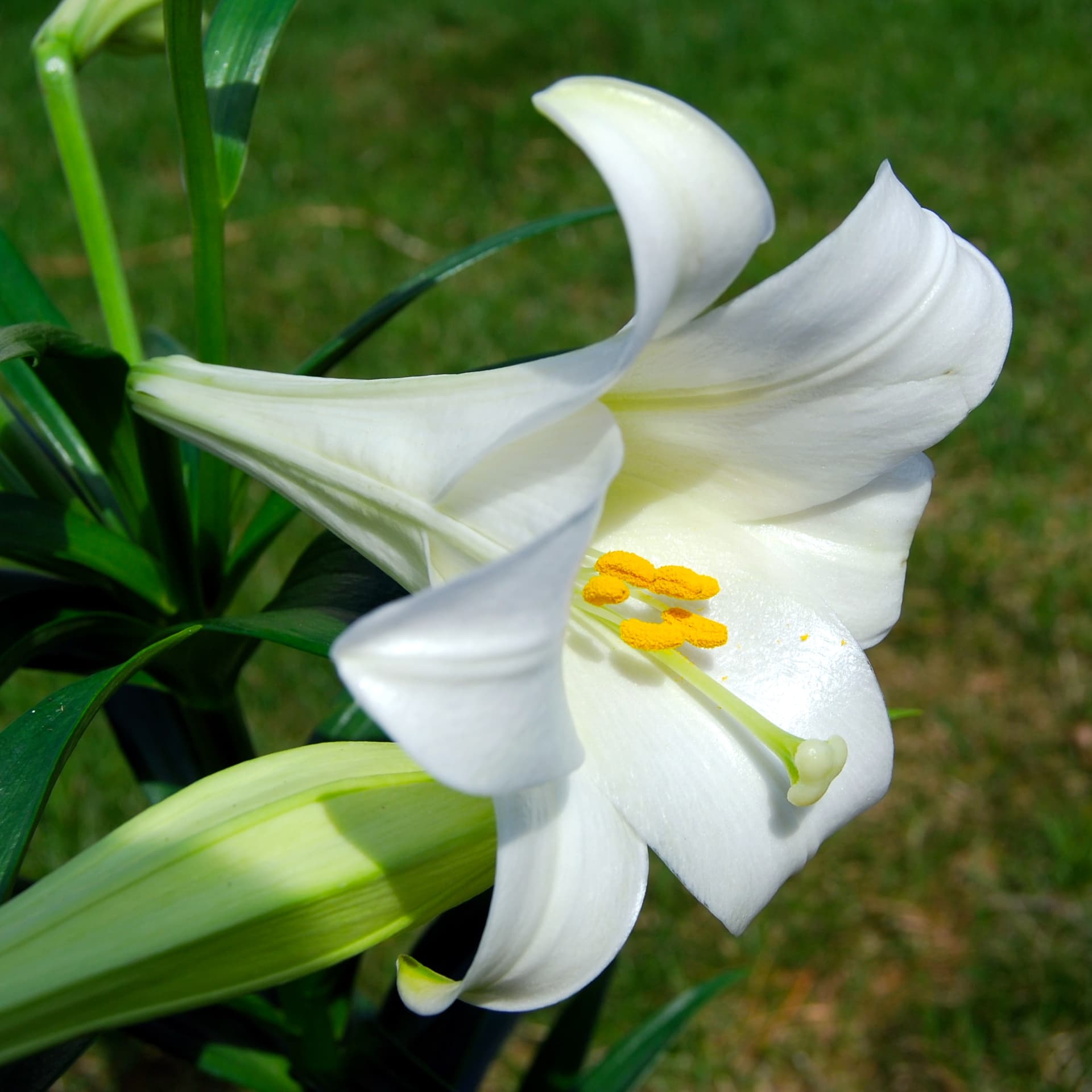 White Lilium longiflorum trumpet flower