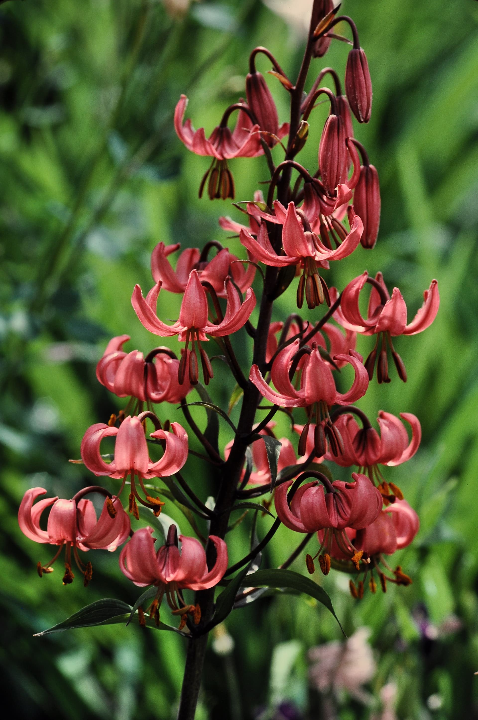Lilium martagon with recurved petals and speckled blooms