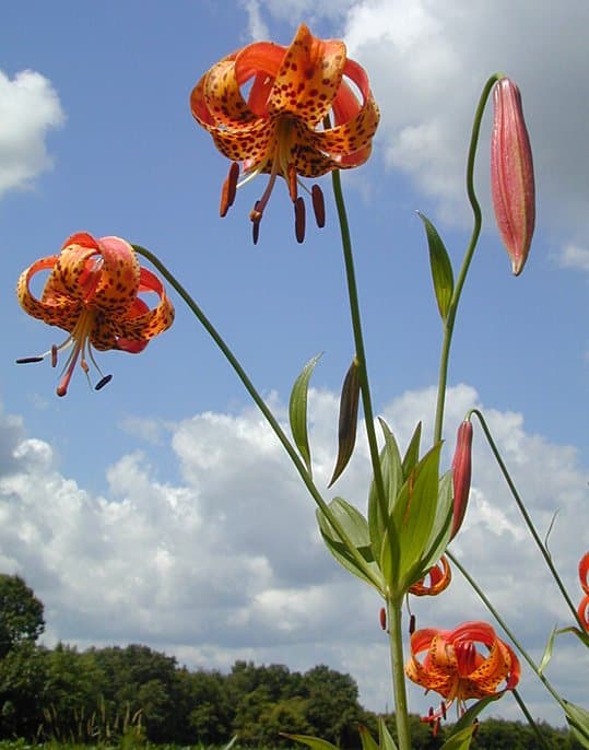 Lilium michiganense with orange turks-cap blooms