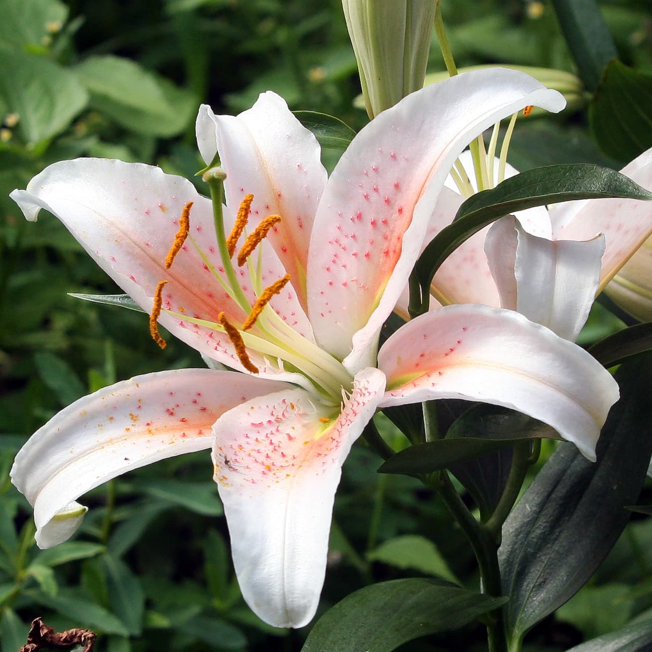 Oriental hybrid lily with large pink blooms