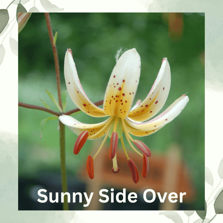 Sunny Side Over lily