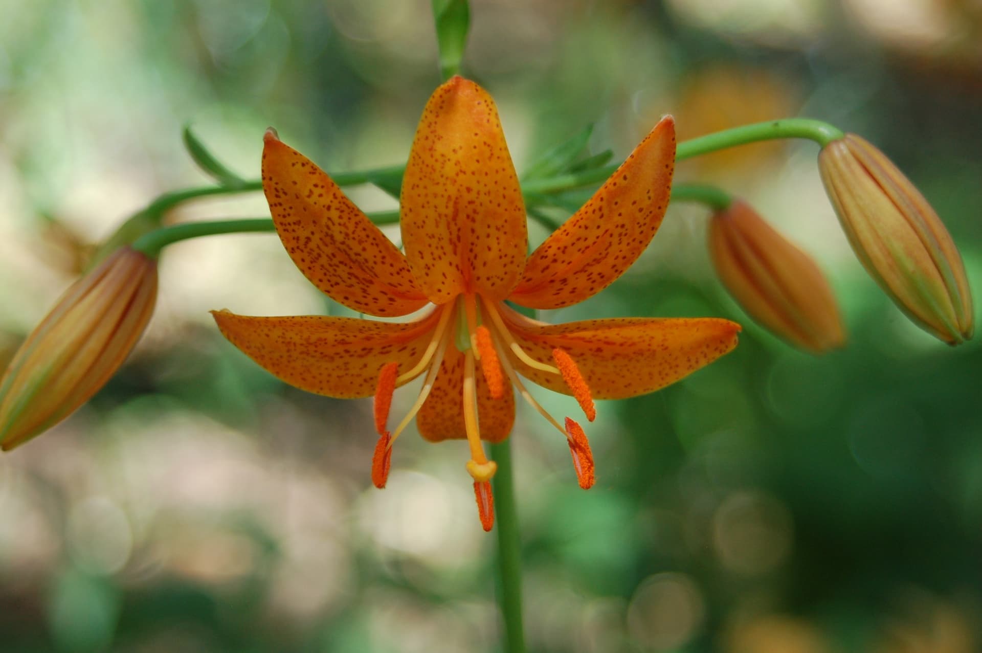 Tsingtauense lily with orange, upward-facing blooms
