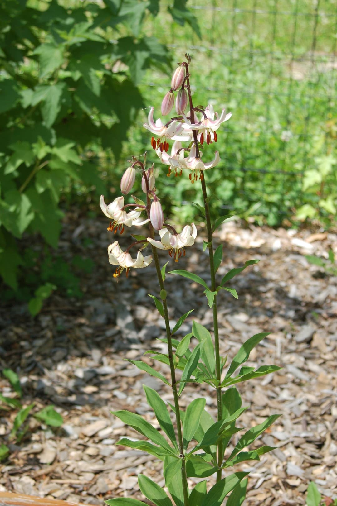 Martagon lilies in the garden