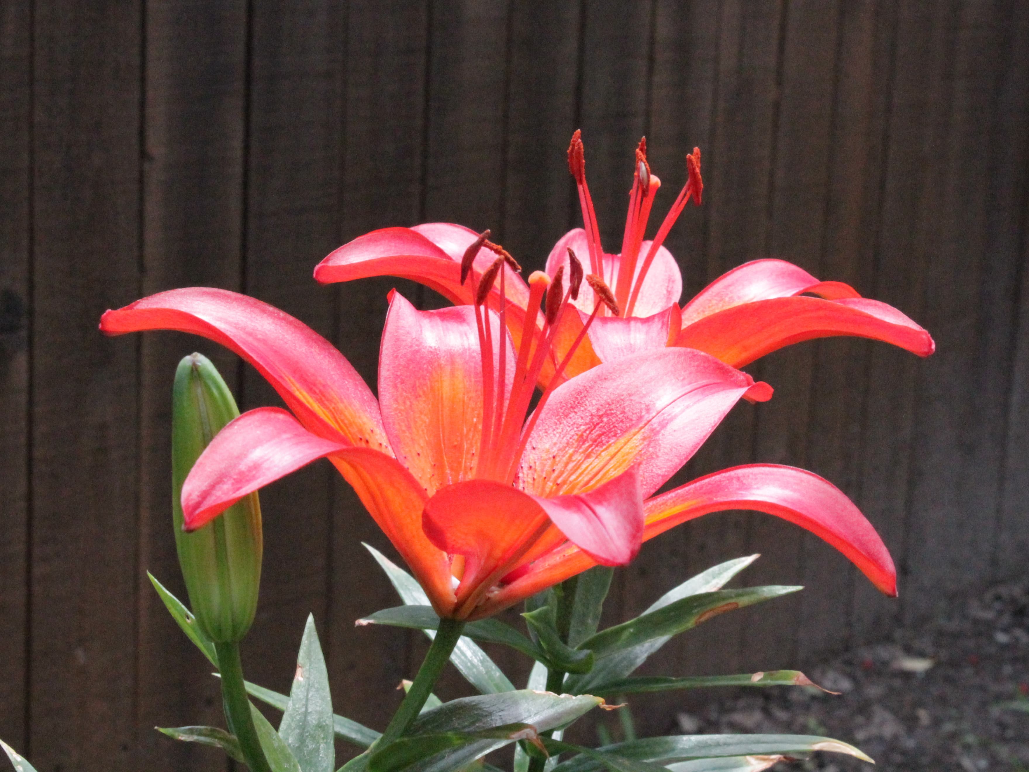Compact Asiatic hybrid lily with bright orange blooms