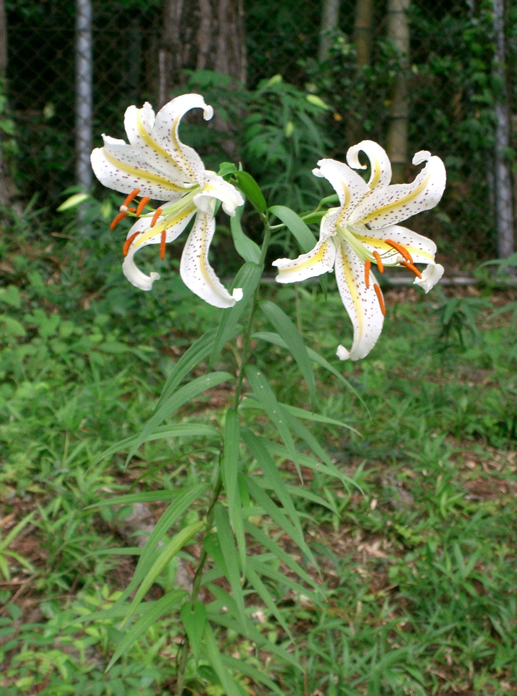 Lilium auratum with gold bands and red speckles