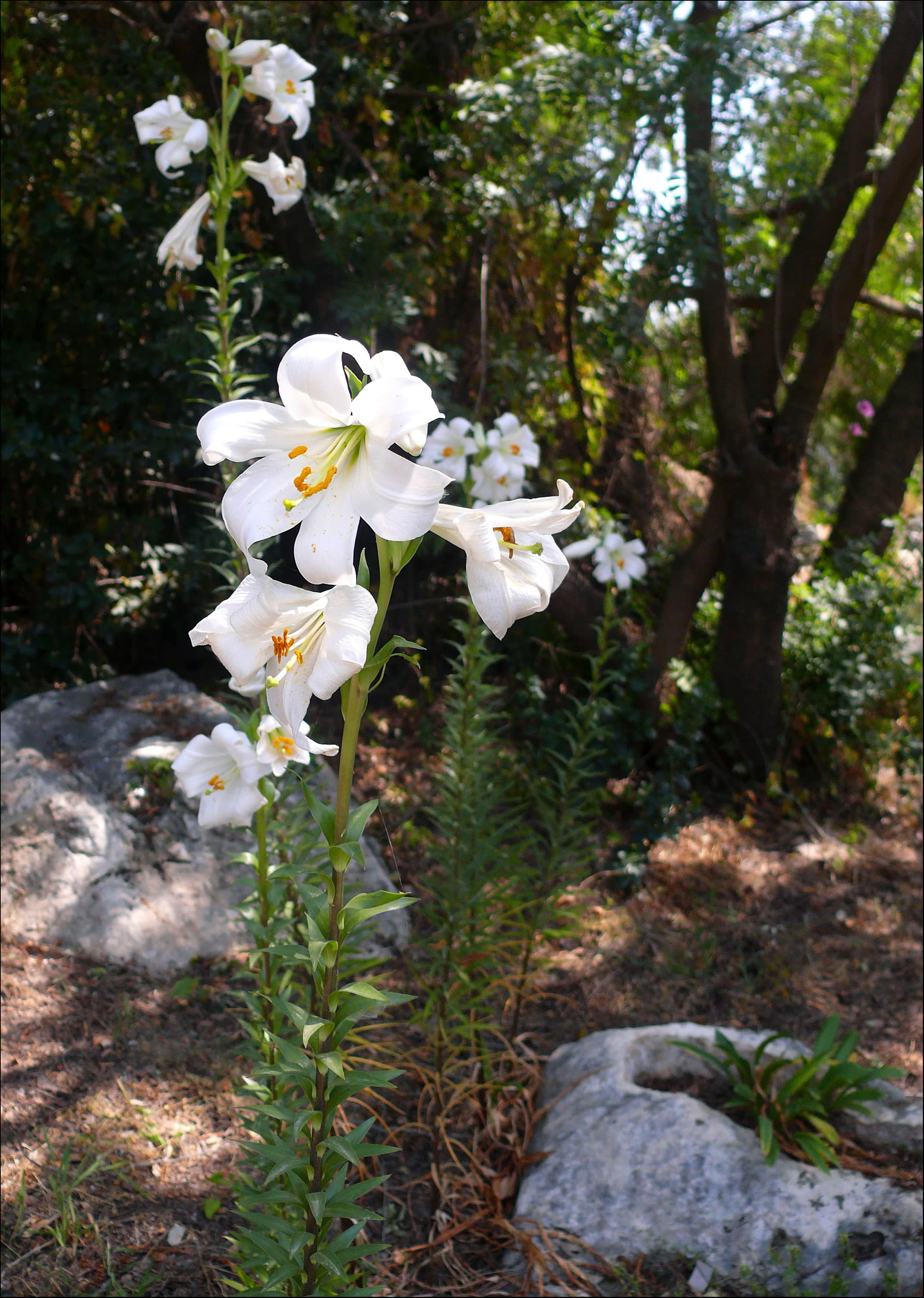 White Lilium candidum flower with flared trumpet