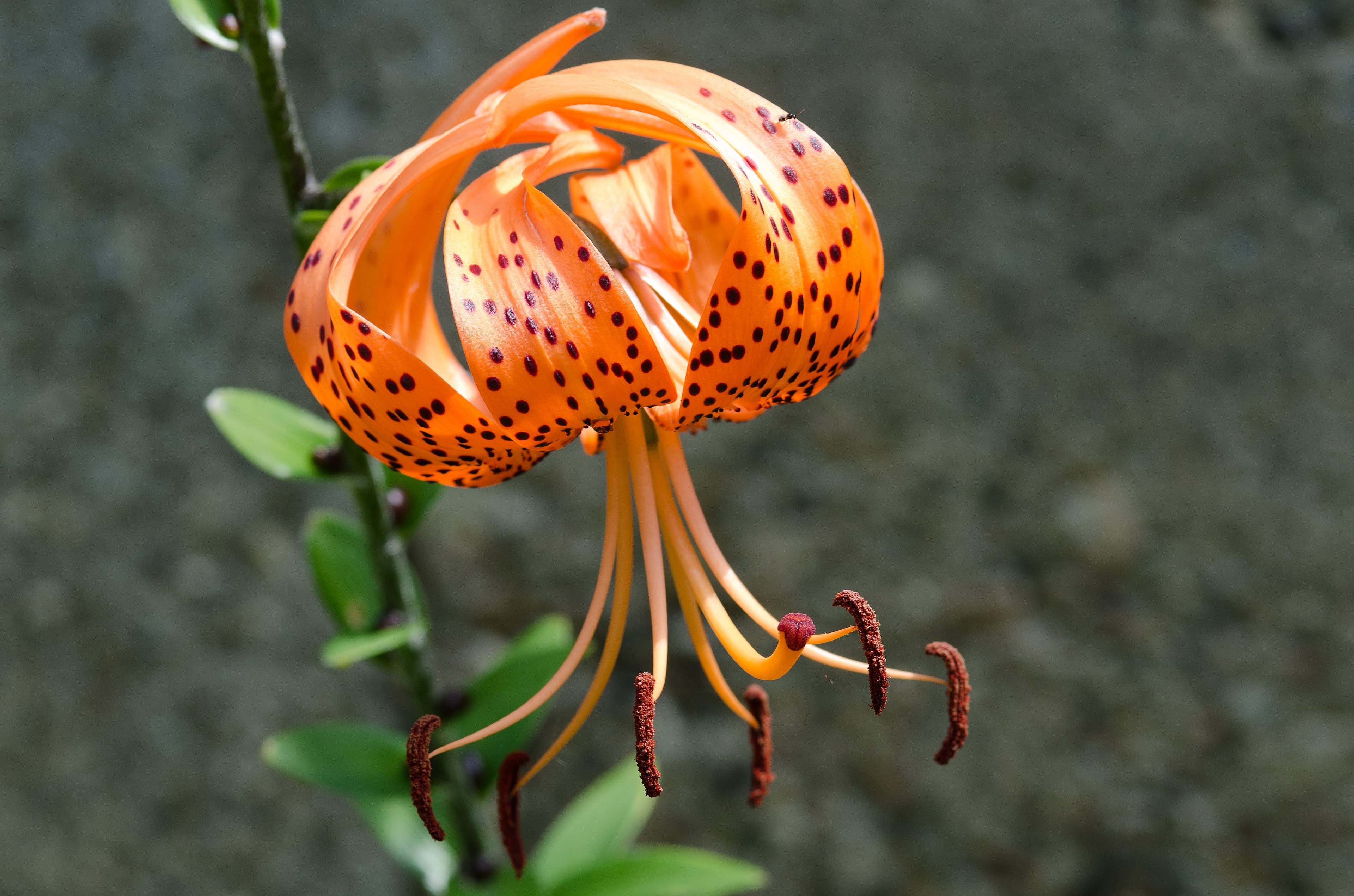Orange Lilium lancifolium turks-cap bloom