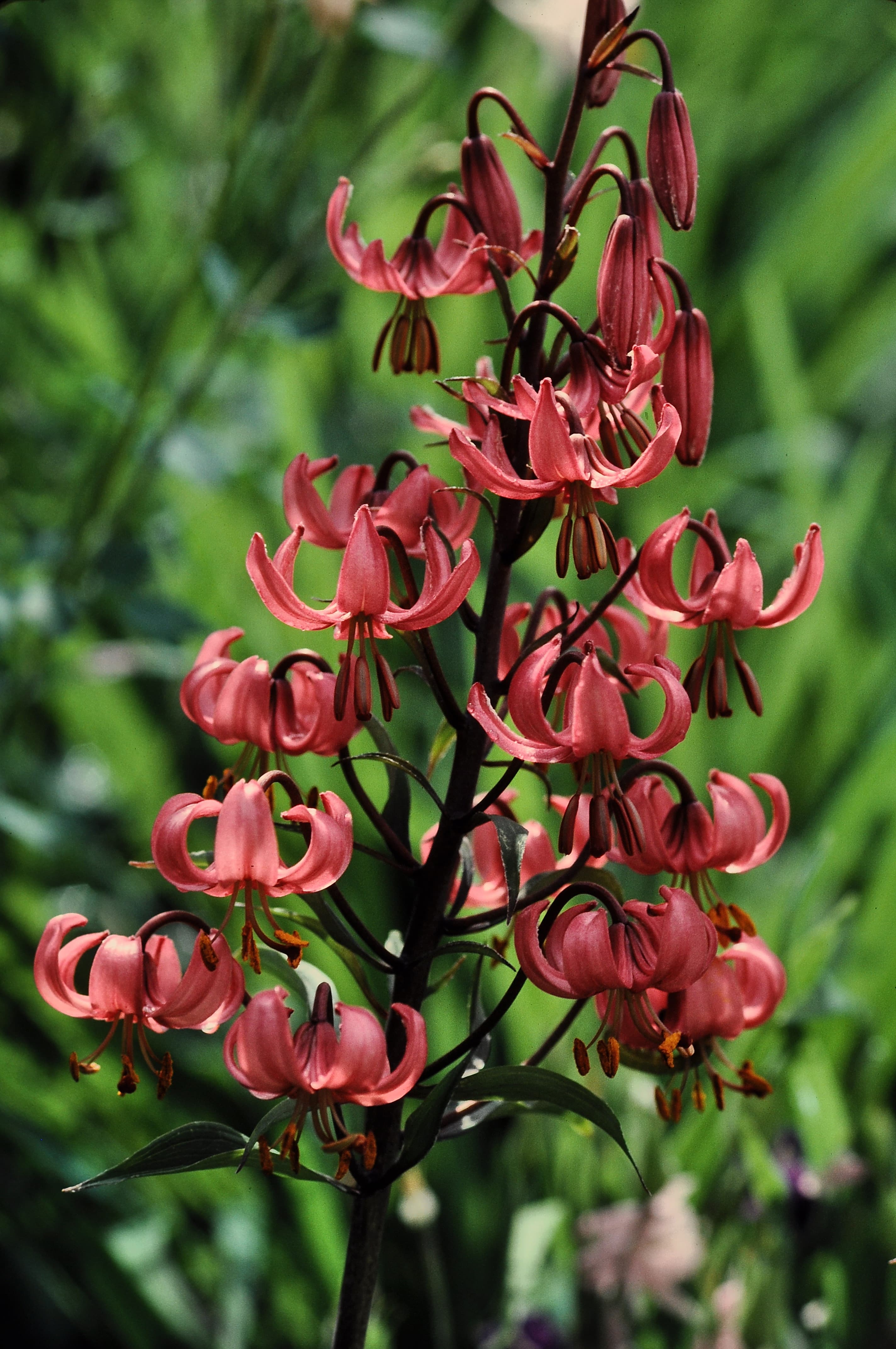 Lilium martagon with recurved petals and speckled blooms