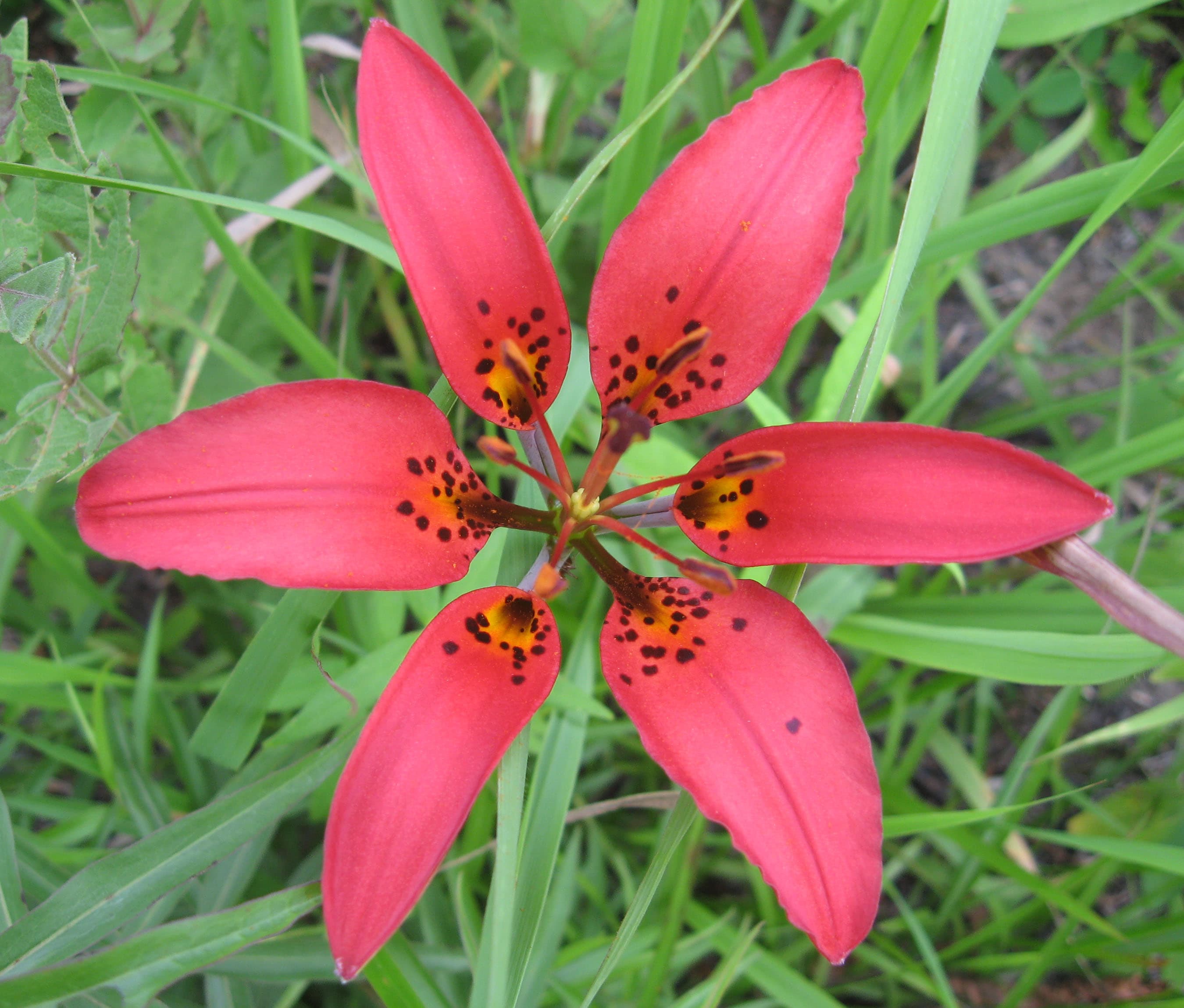 Lilium philadelphicum with upright orange blooms