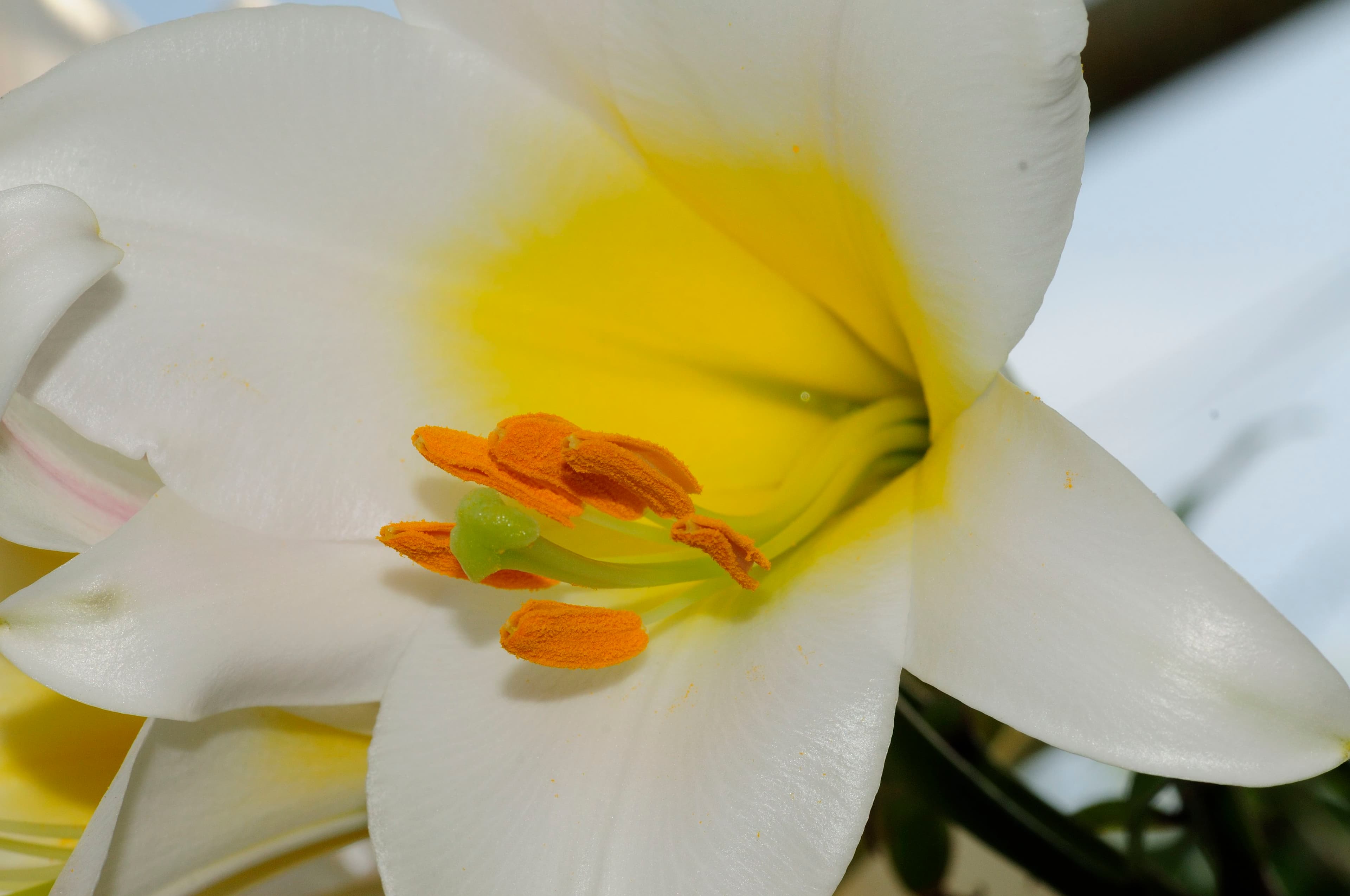 Lilium regale with white trumpet flowers