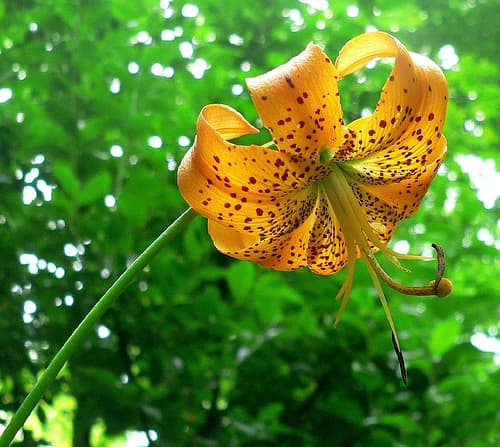 American hybrid style turks-cap lily
