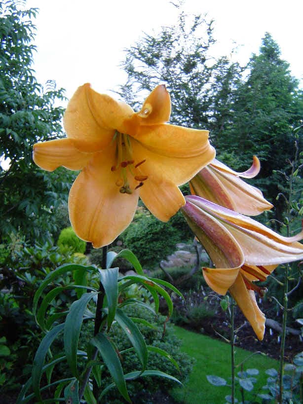 Trumpet hybrid lily with apricot blooms